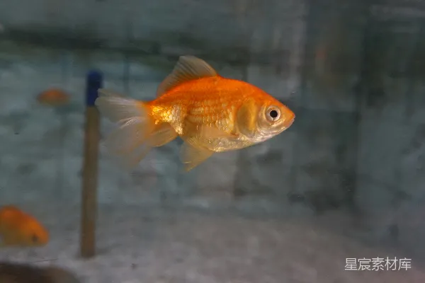 高清摄影 金鱼在水族箱里游动，旁边有一根杆子。