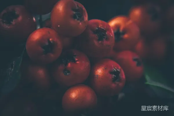 高清摄影 一群红色的西红柿