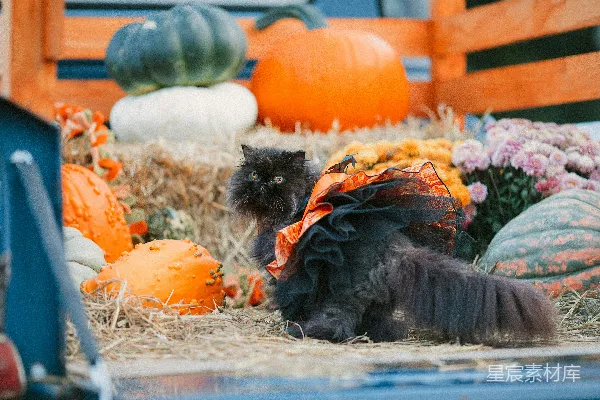 高清摄影 一只穿黑色连衣裙的黑猫坐在干草上，旁边有南瓜。