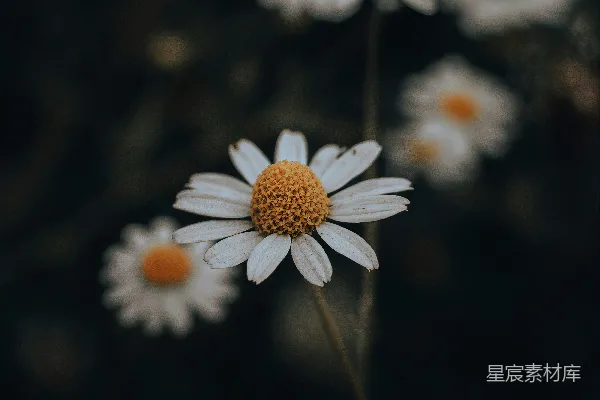 高清摄影 白天盛开的白雏菊
