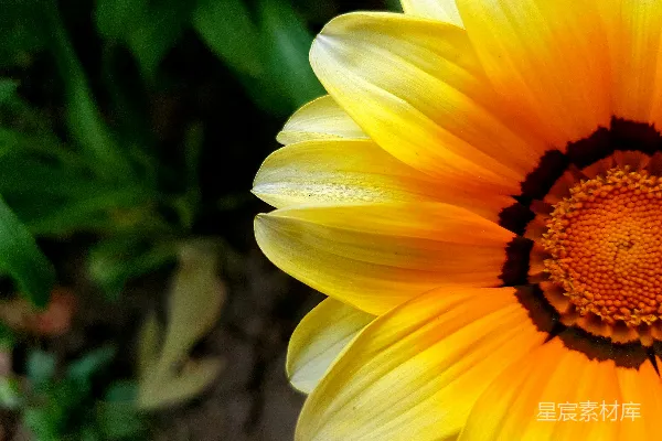高清摄影 一朵花的特写