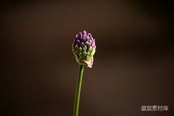 绿茎上一粒紫色花蕾