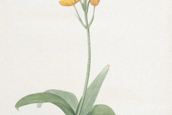 高清摄影 一簇淡雅的黄橙色花朵。