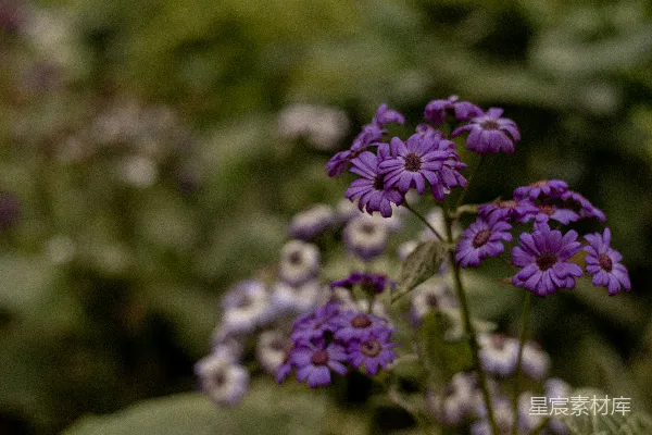 高清摄影 花园里的一丛紫色和白色花朵