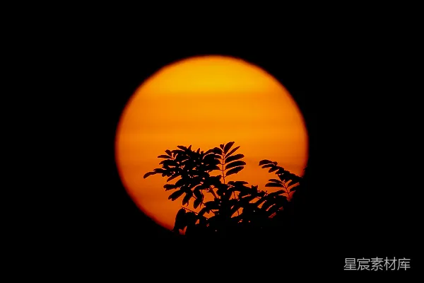 高清摄影 太阳正从黑暗的天空中一株树后落下