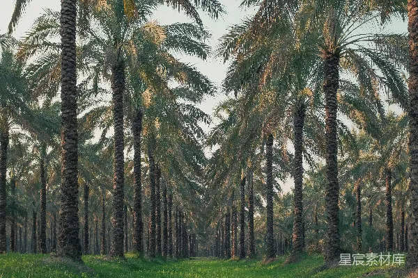 一幅棕榈树在田野中的画