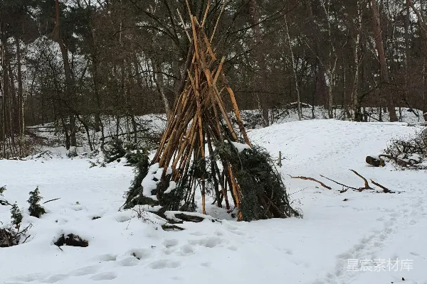雪地里的树