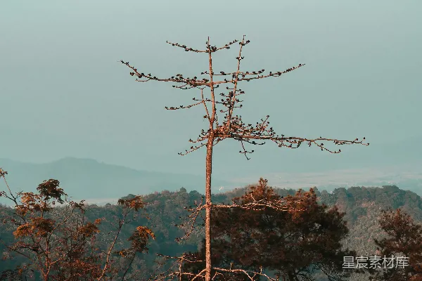 森林中一棵高大的树木