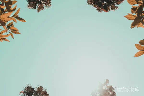 高清摄影 一群树