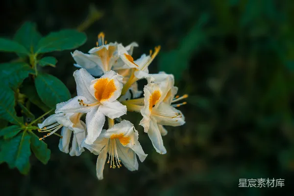 高清摄影 一簇白色和黄色的花，带有绿色的叶子。