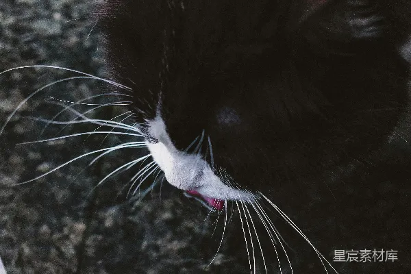 一只长着白色和黑色条纹的猫