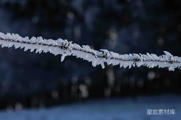 高清摄影 一个树枝的特写镜头，上面覆盖着雪。