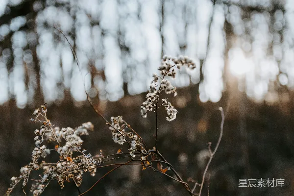 高清摄影 白花棕色茎