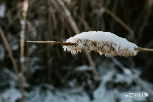 高清摄影 白天被雪覆盖的树枝