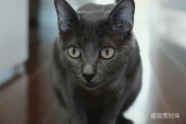 一只灰色猫的特写镜头，眼睛是黄色的。