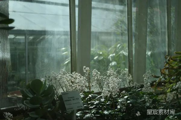 一个充满大量植物和许多窗户的温室
