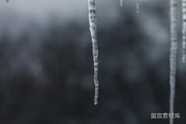 高清摄影 树上挂着的冰凌在雪中