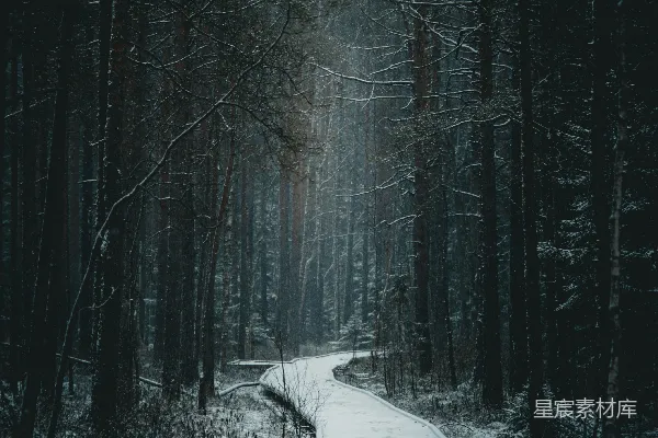 高清摄影 雪覆盖的小路穿过一片黑暗而忧郁的森林