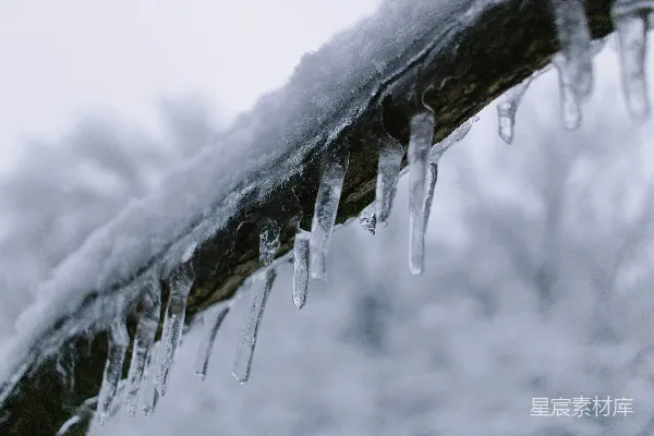 高清摄影 树枝上挂着的冰锥在雪中