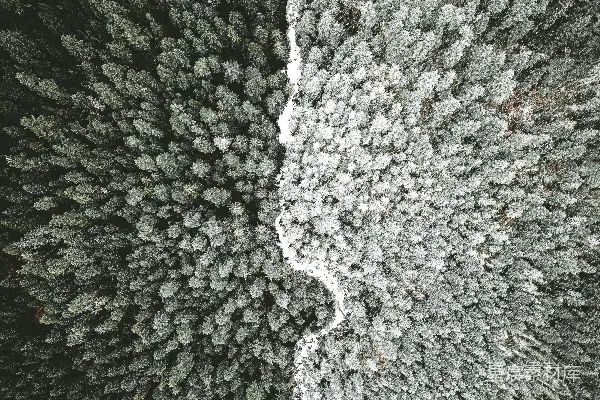 高清摄影 森林的航拍摄影