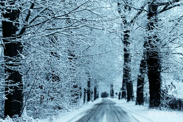 高清摄影 被雪覆盖的道路和光秃的树木