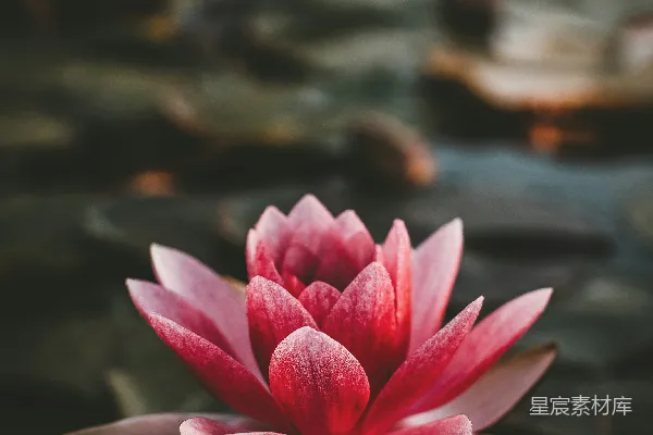 粉白莲花