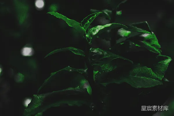 近景绿叶摄影