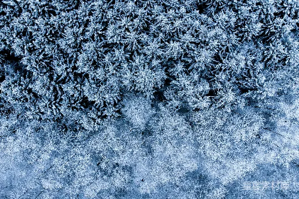 高清摄影 从上方看到的被雪覆盖的树木。