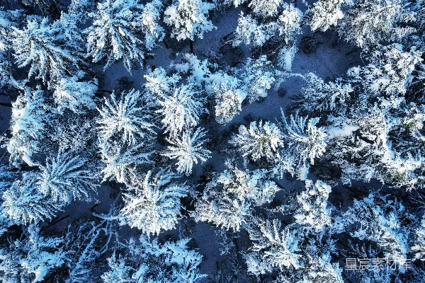 高清摄影 覆盖着积雪的森林俯视图