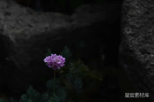 倾斜透视镜头下的紫色花朵