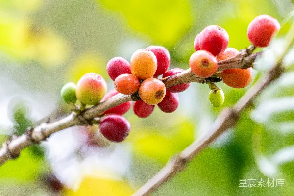 枝头挂着果实的特写镜头
