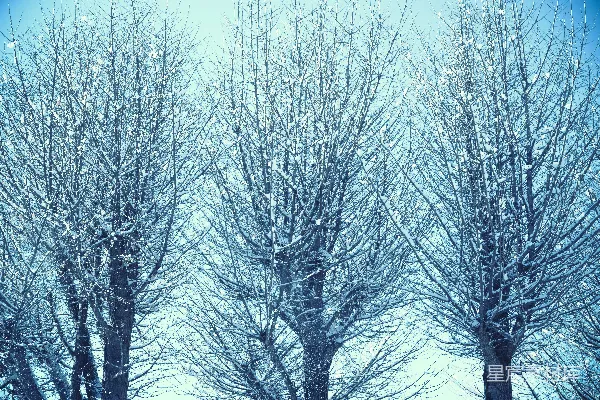 高清摄影 几棵被雪覆盖的树