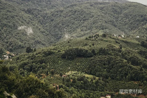 山中白天绿树葱茏