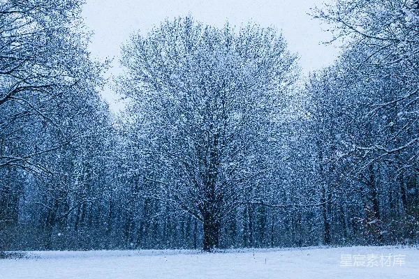 高清摄影 雪树在冬天的天空下矗立。
