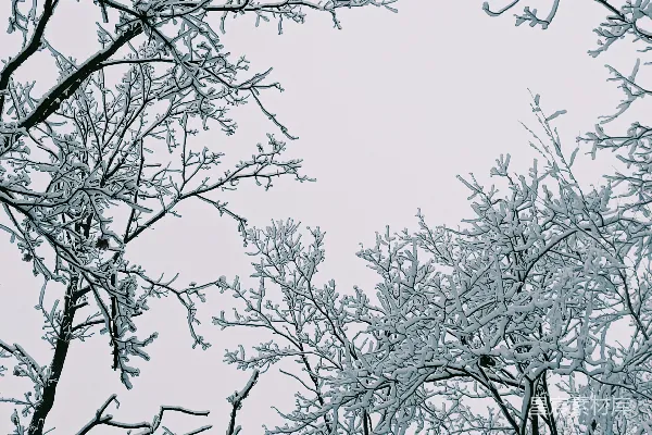 高清摄影 一群被雪覆盖的树木在阴天时。