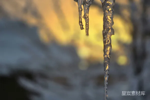 高清摄影 挂在雪地里的树枝上的冰柱