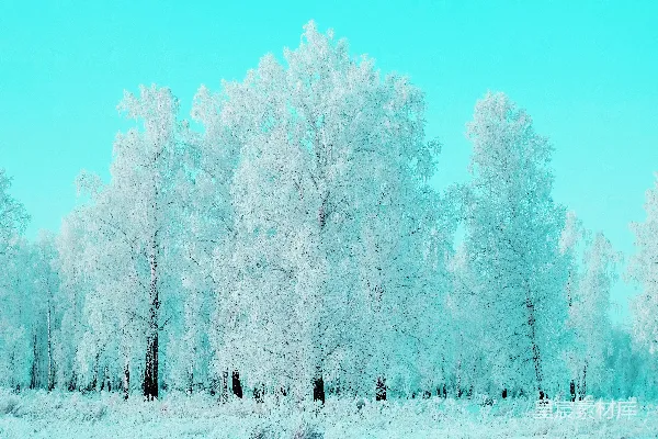 高清摄影 白天，蓝色天空下，白雪覆盖的地面上有几棵白树。