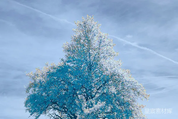 高清摄影 田野中的一棵孤树，天空布满了云层