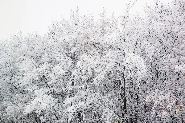 高清摄影 一片被雪覆盖的森林，里面有许多树木。