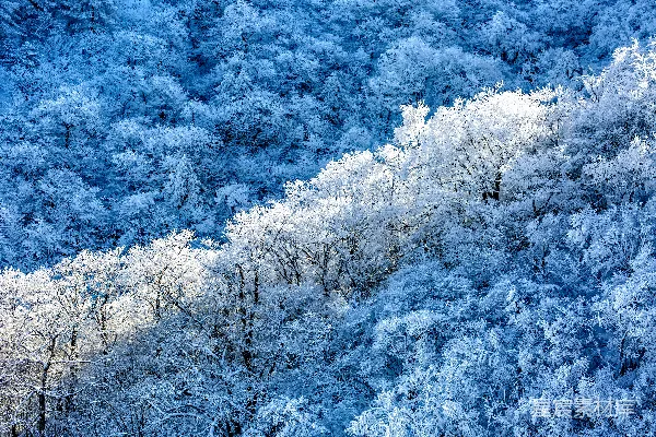 高清摄影 一群被雪覆盖的树木紧挨着一片森林。
