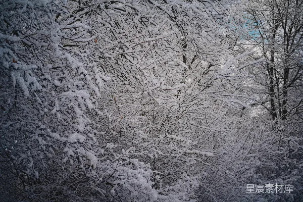 高清摄影 覆盖着积雪的树木和灌木营造出宁静的冬日景象。