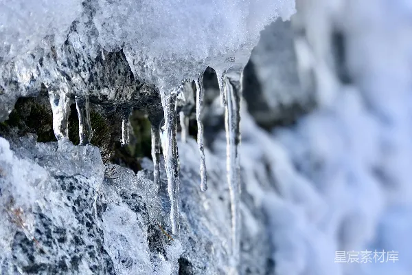 高清摄影 白天覆盖着雪的树