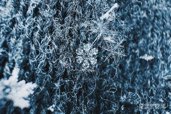 高清摄影 一片精致的雪花停在柔软的苔藓上。