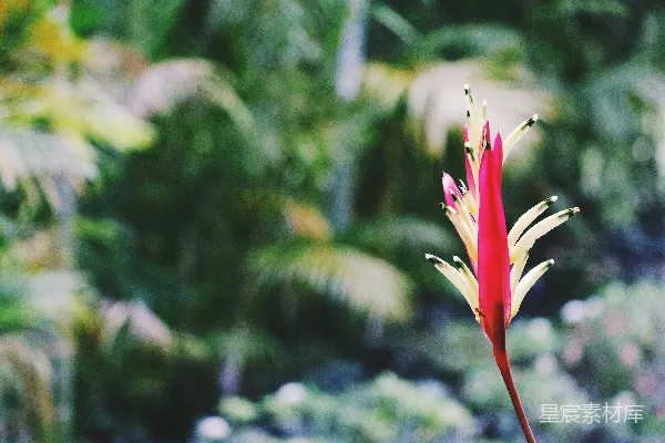 花园里一朵红黄相间的花