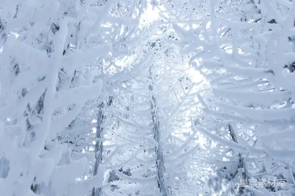 高清摄影 被雪覆盖的松树
