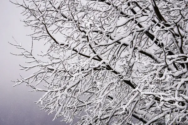 高清摄影 冬天覆盖着雪的光秃秃的树枝