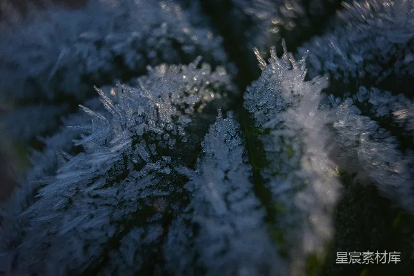 高清摄影 被雪覆盖的绿松树