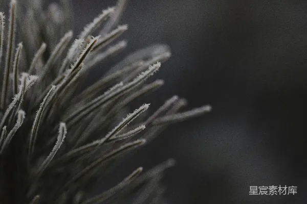 高清摄影 一棵覆盖着雪的松树的特写镜头