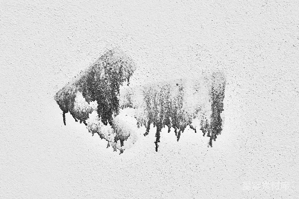 高清摄影 一片雪地里的一组树木