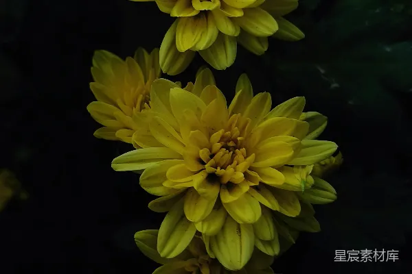 一簇黄色的花朵坐在一片浓绿的田野之上